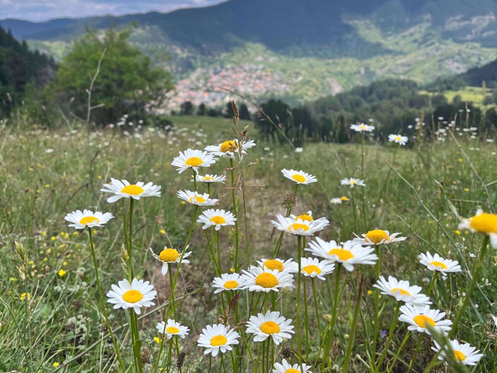 Bulgaria Mountain Wildflowers Bulgaria Mountain Wildflowers