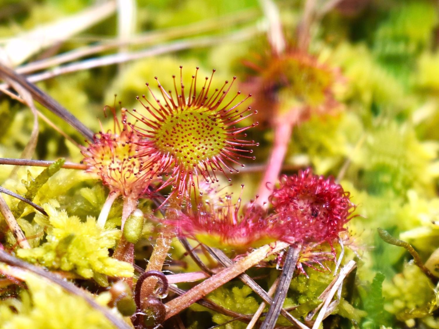 Bulgaria Wildflowers