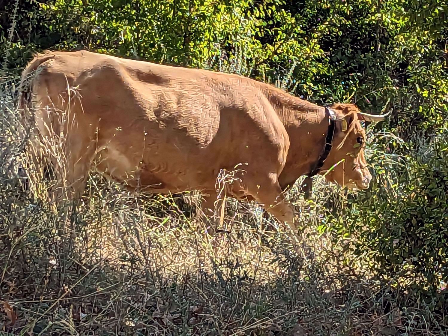 Bulgaria Wildlife 