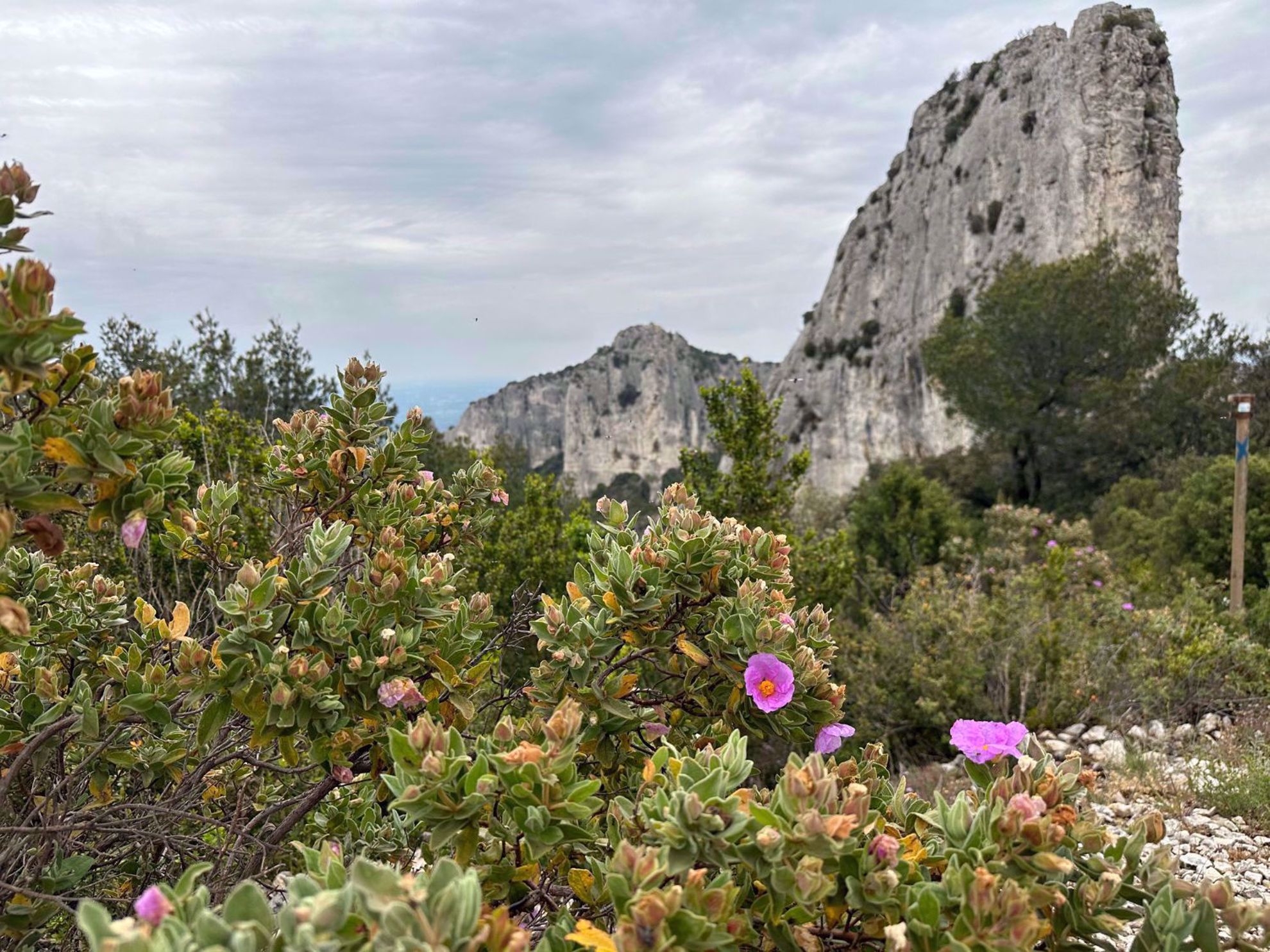 Provence France Wildflowers Provence France Wildflowers