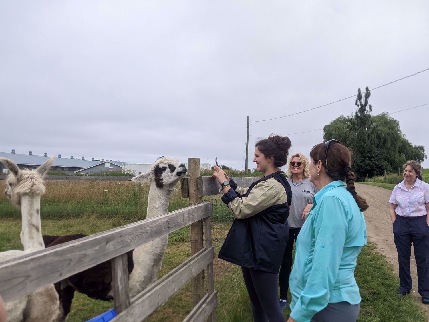 Scotland Alpaca