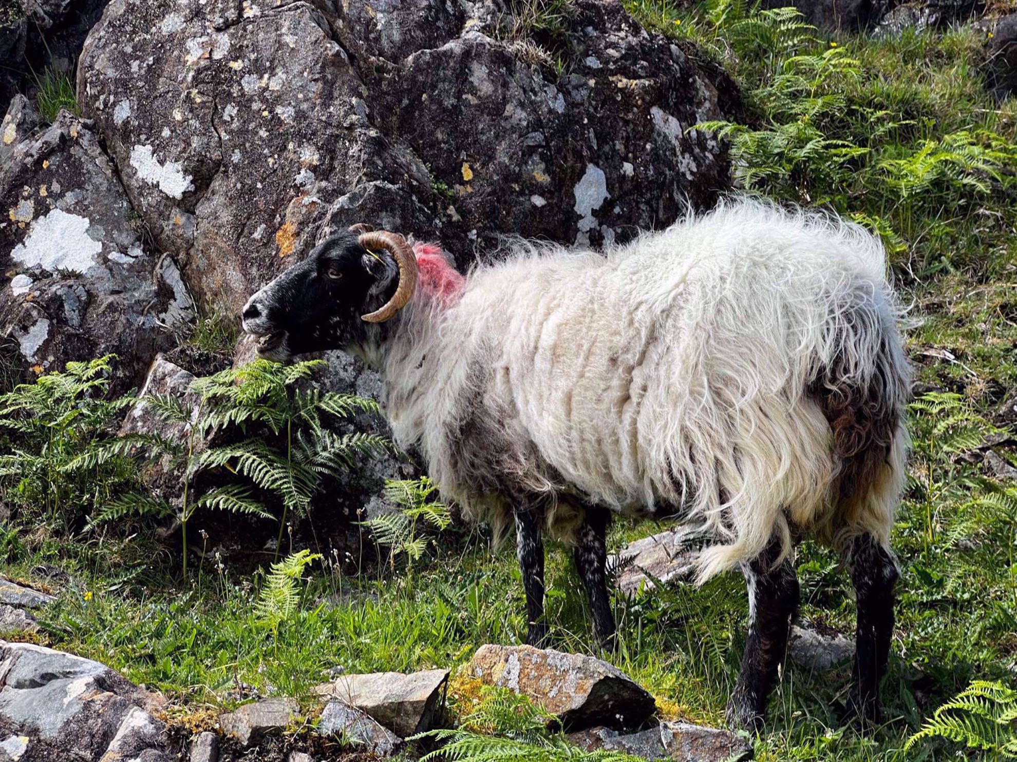 Ireland Big Horn Sheep Ireland Big Horn Sheep