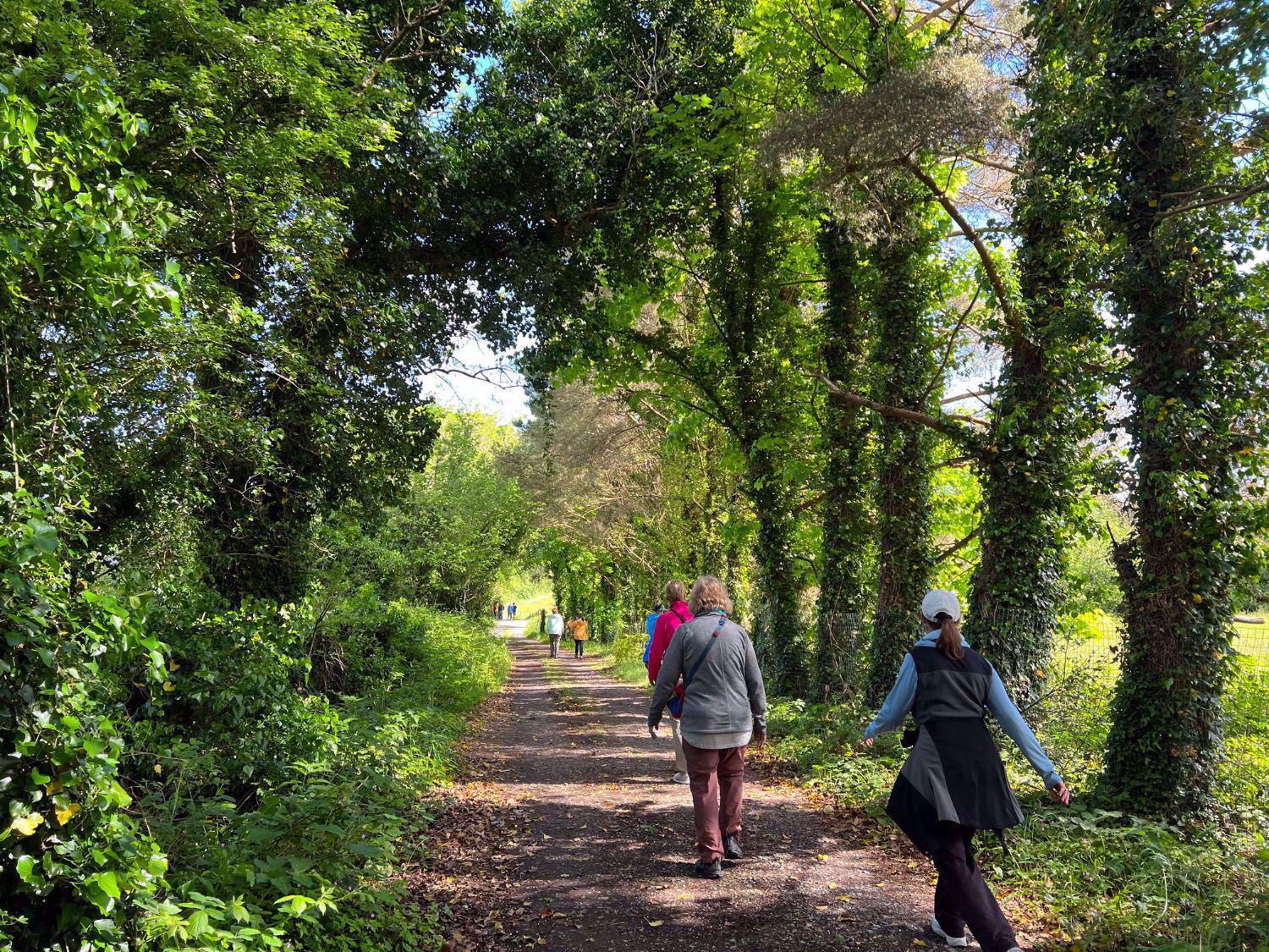 Ireland Greenery Walk