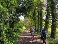 Ireland Greenery Walk Ireland Greenery Walk