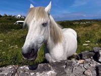 Ireland Horse Ireland Horse