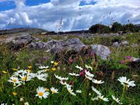 Ireland Wildflowers Ireland Wildflowers