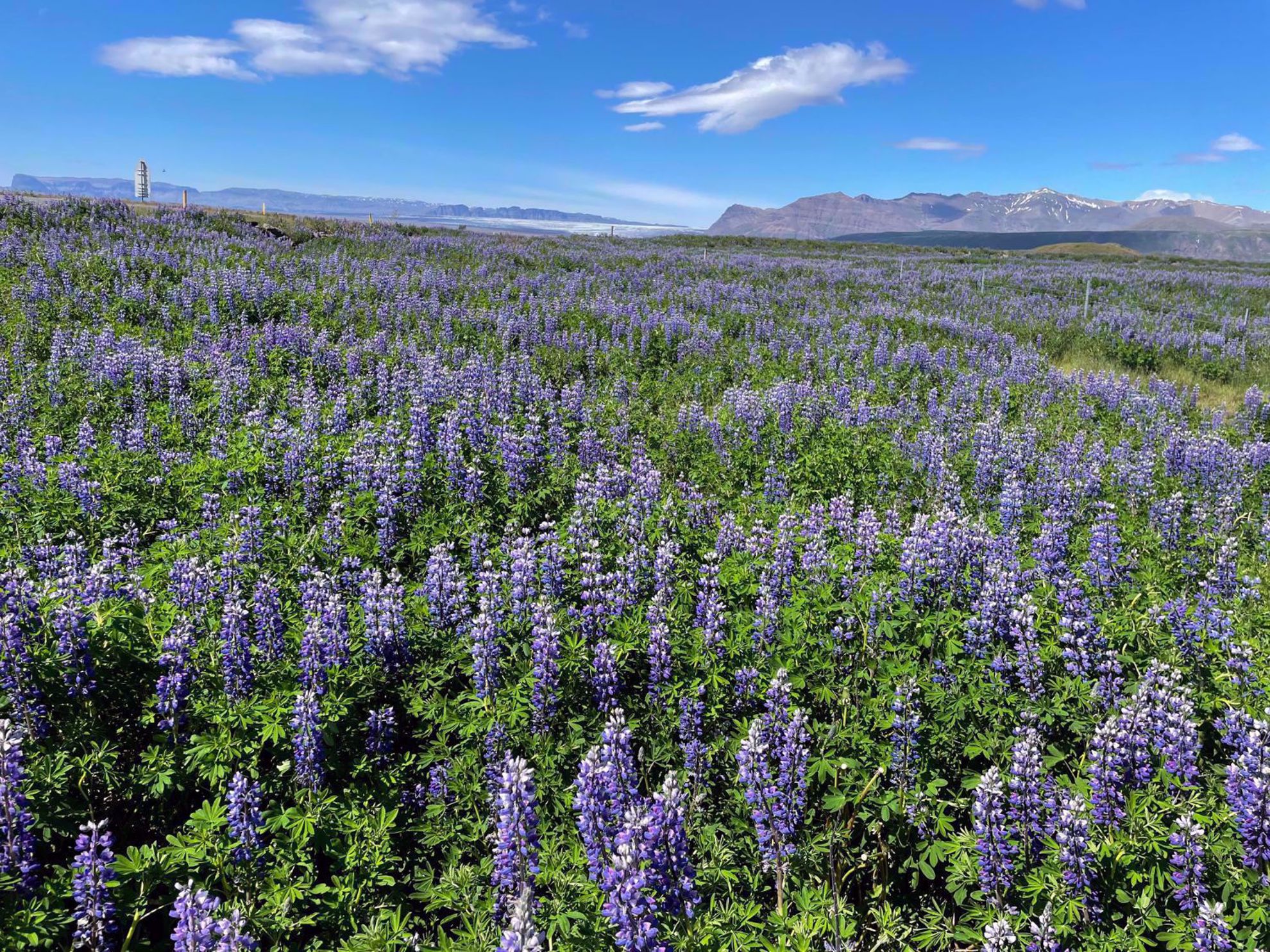 Iceland Lavender Field Iceland Lavender Field