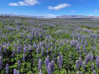 Iceland Lavender Field Iceland Lavender Field