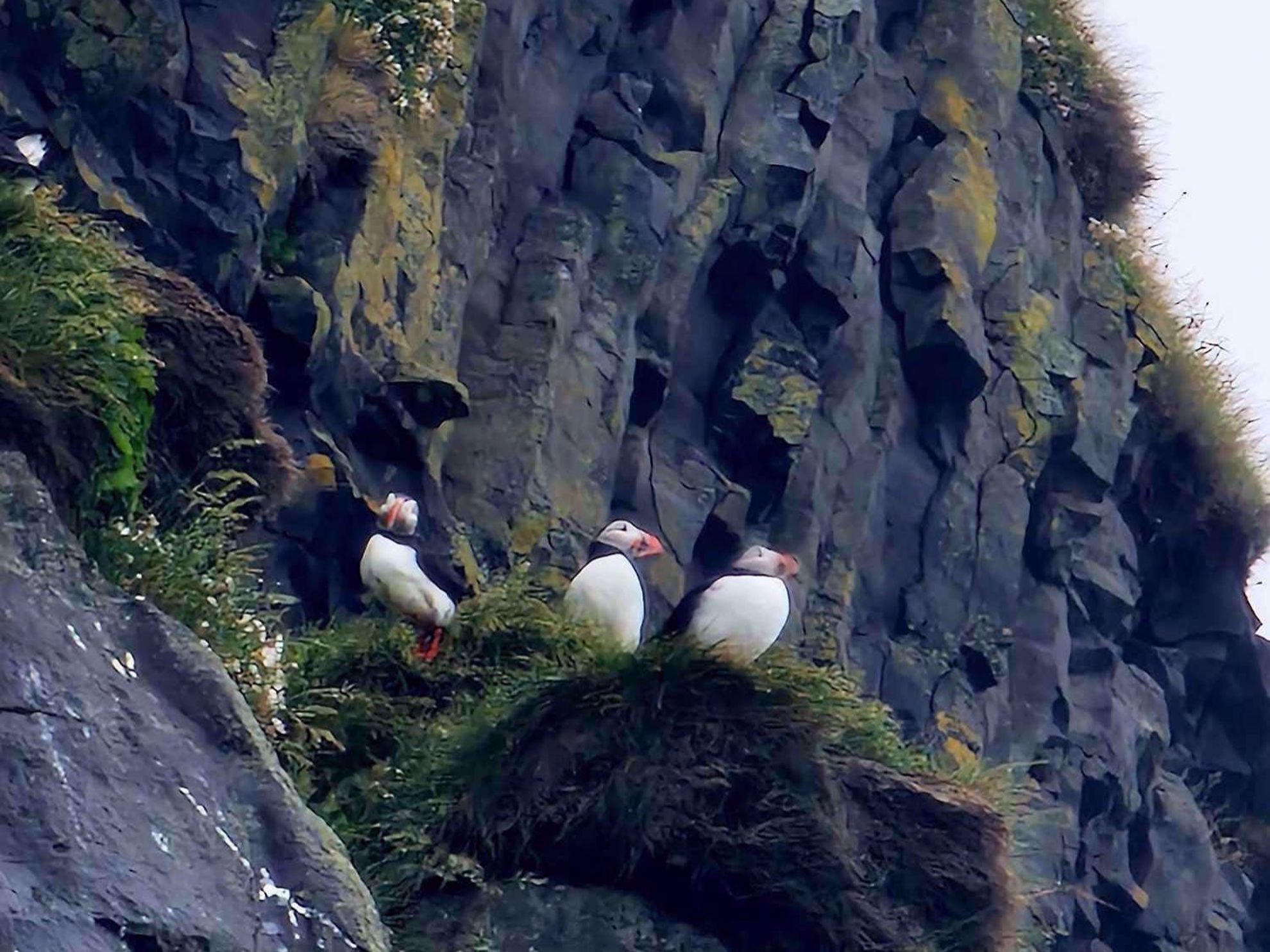 Iceland Puffins Iceland Puffins