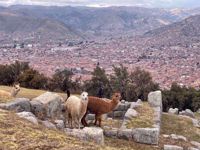 Cusco El Paca Cusco El Paca