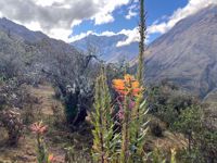 Peru Wildflowers Peru Wildflowers