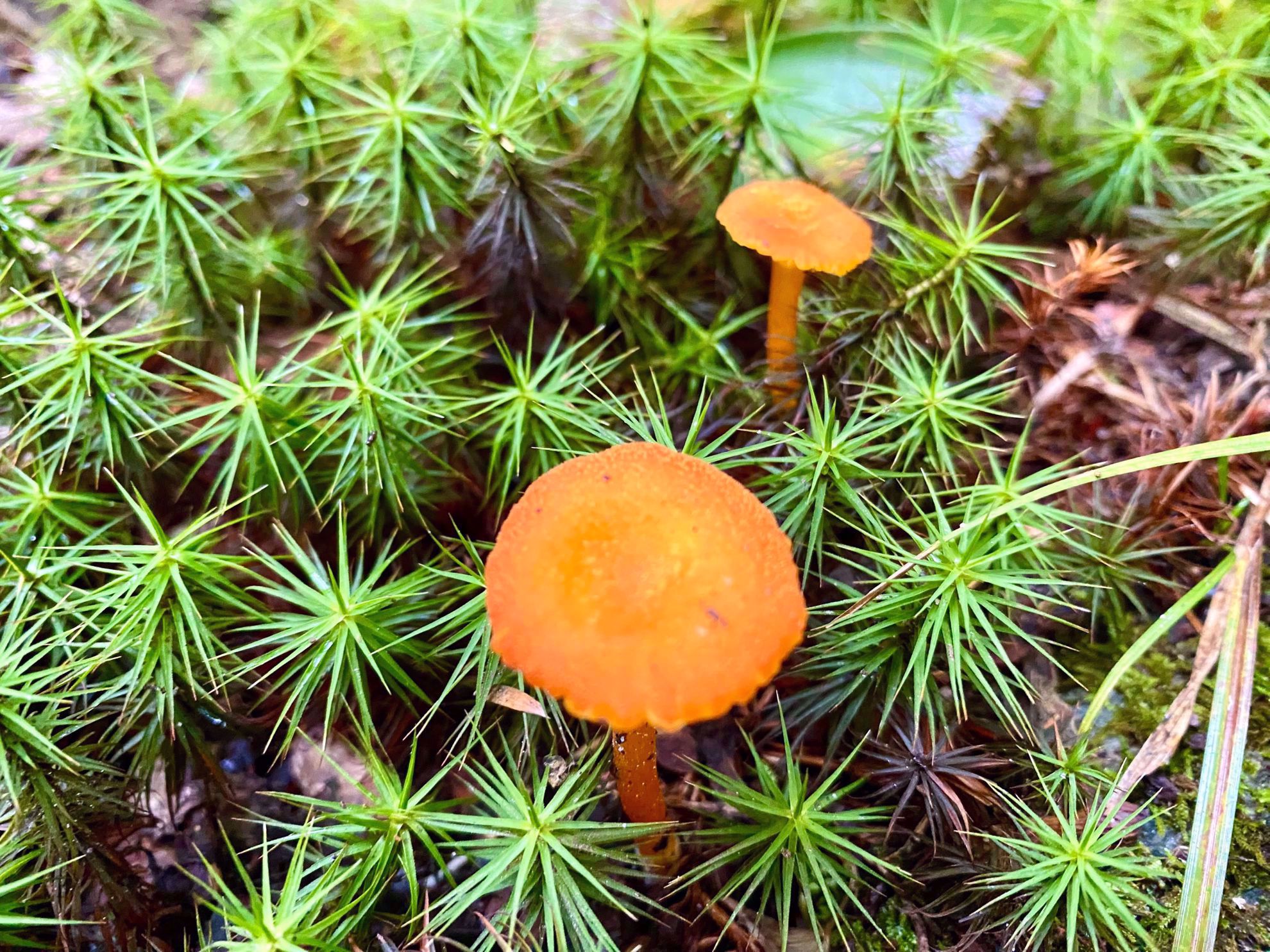 Vermont Flora Mushroom Vermont Flora Mushroom