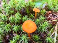 Vermont Flora Mushroom Vermont Flora Mushroom
