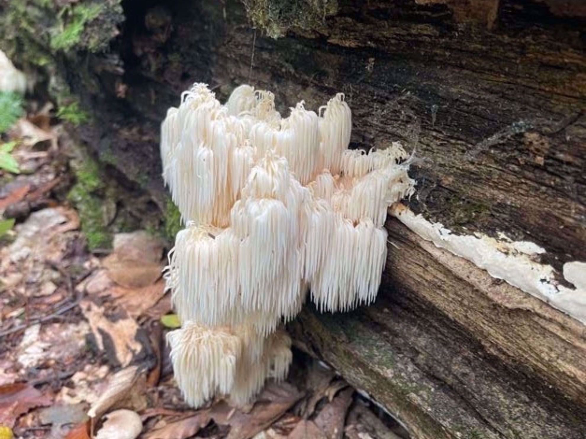 Vermont Flora
