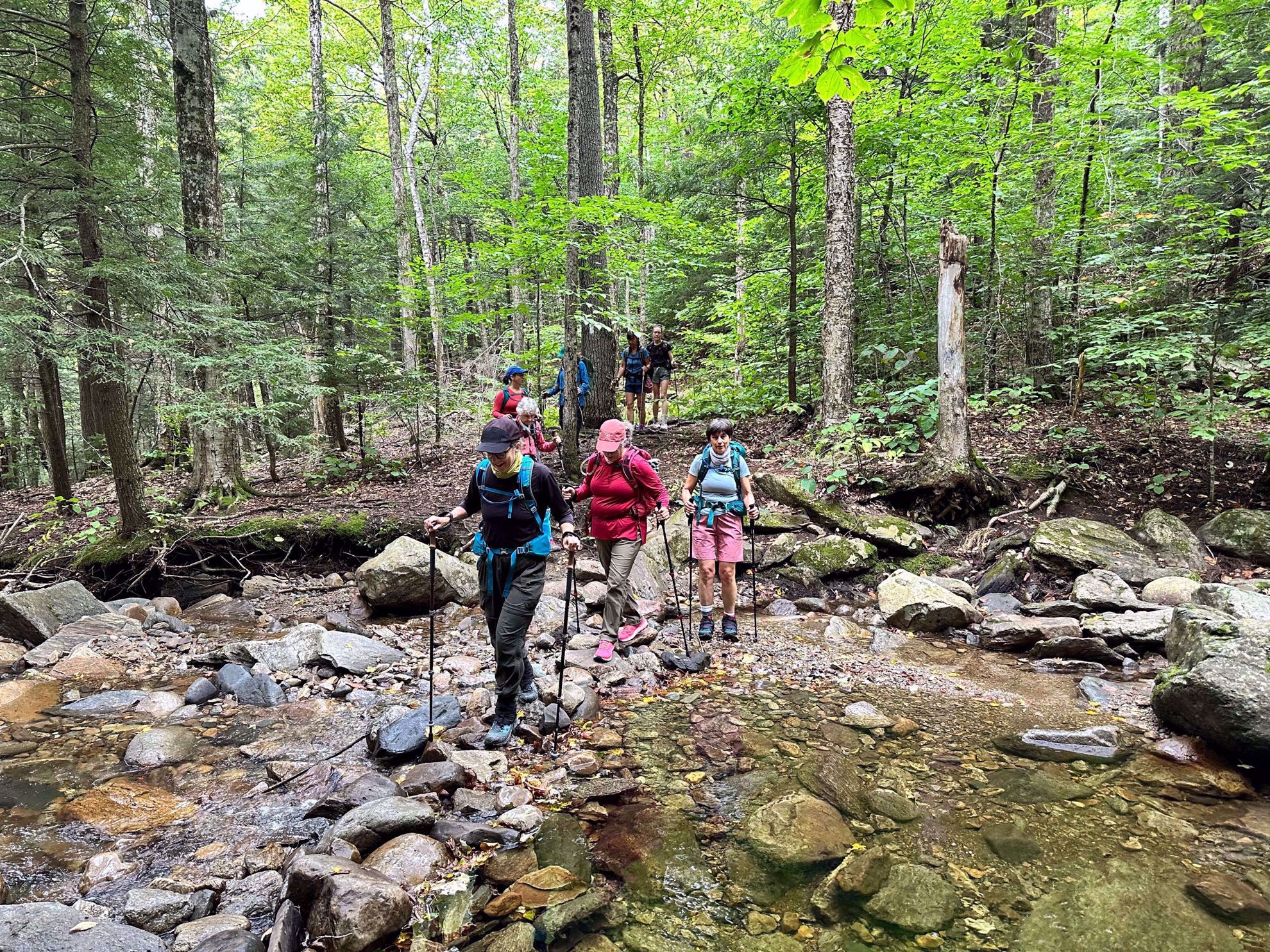 Vermont Woods Hiking