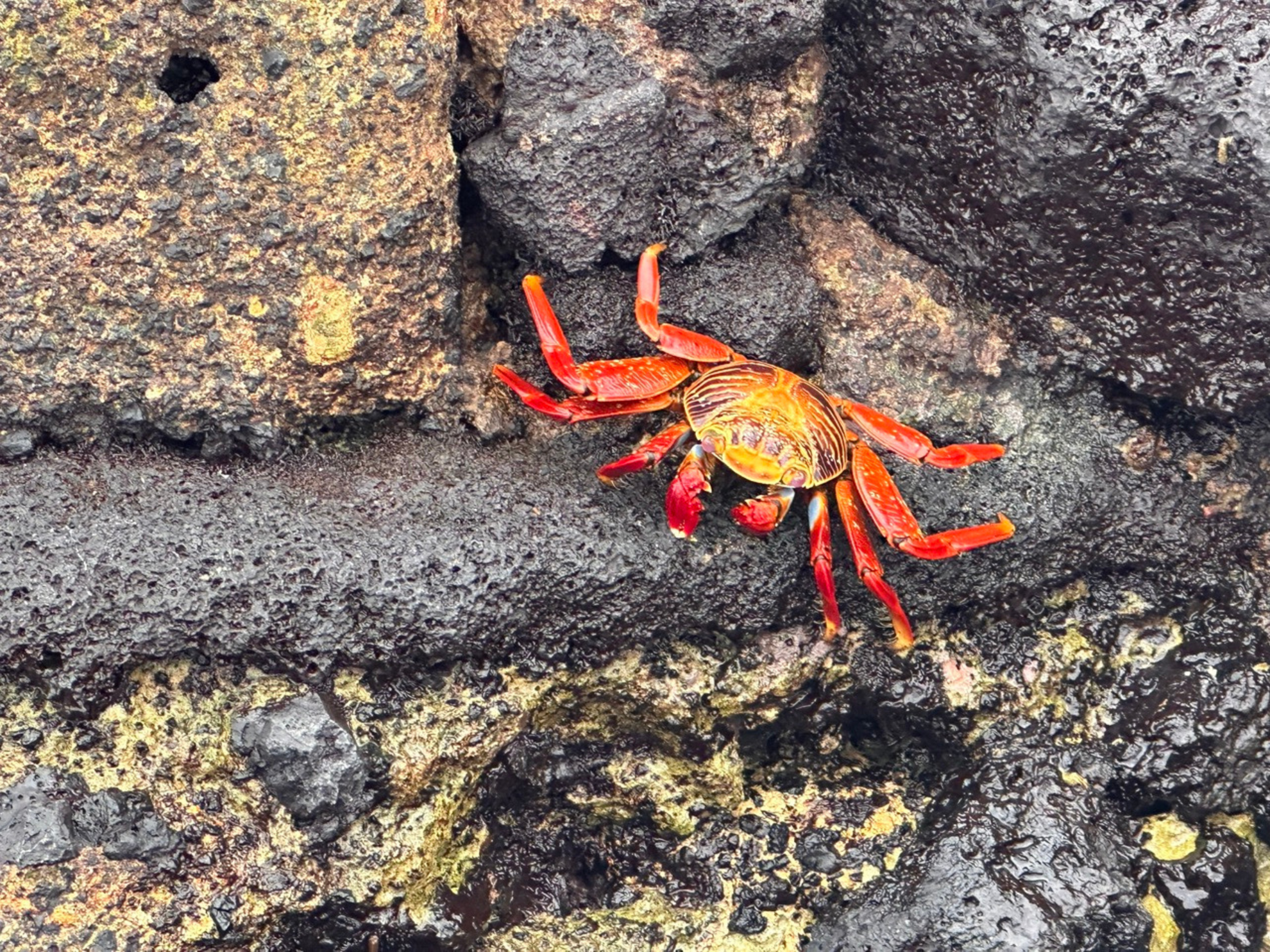 Picture of Explore the Galapagos Islands by Land Explore the Galapagos Islands by Land