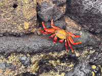 Picture of Explore the Galapagos Islands by Land Explore the Galapagos Islands by Land