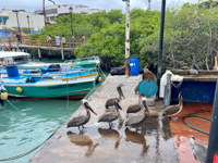 Picture of Explore the Galapagos Islands by Land Explore the Galapagos Islands by Land