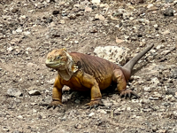 Picture of Explore the Galapagos Islands by Land Explore the Galapagos Islands by Land