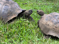 Picture of Explore the Galapagos Islands by Land Explore the Galapagos Islands by Land