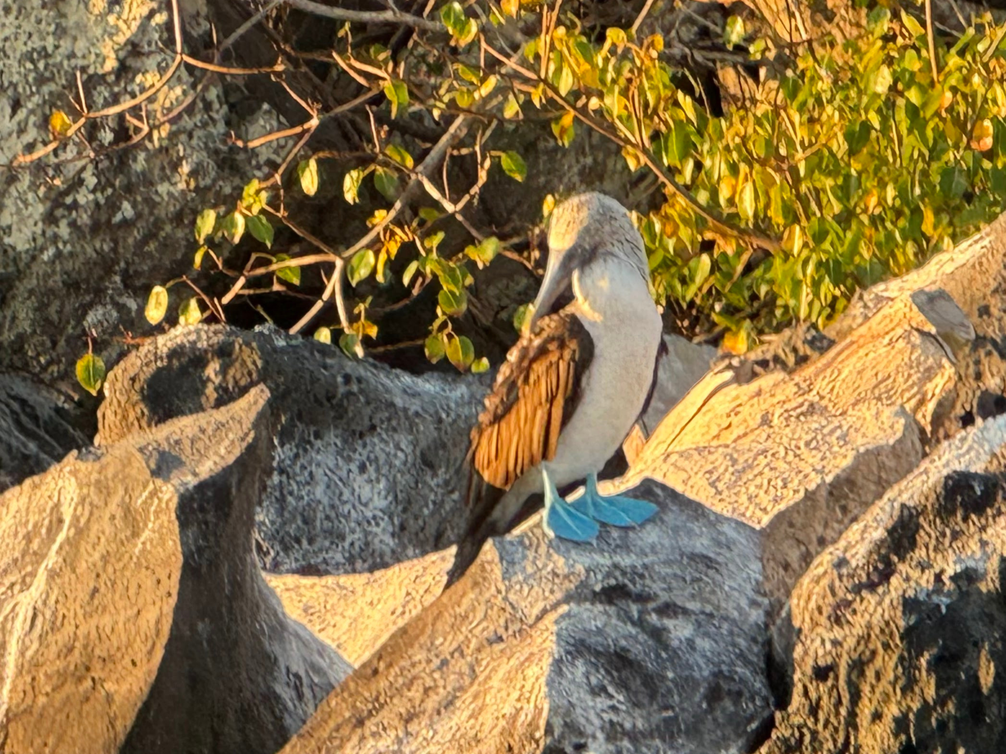Picture of Explore the Galapagos Islands by Land Explore the Galapagos Islands by Land