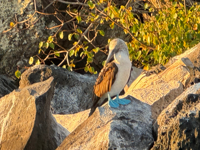 Picture of Explore the Galapagos Islands by Land Explore the Galapagos Islands by Land
