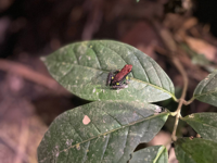 Picture of Ecuador's Amazon Jungle Adventure Ecuador's Amazon Jungle Adventure
