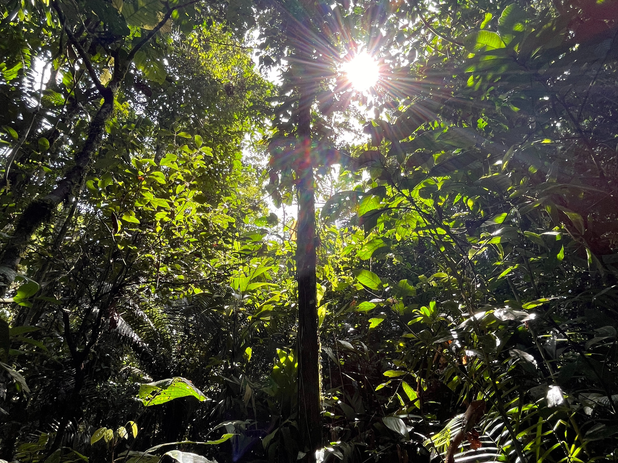 Picture of Ecuador's Amazon Jungle Adventure Ecuador's Amazon Jungle Adventure