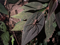Picture of Ecuador's Amazon Jungle Adventure Ecuador's Amazon Jungle Adventure