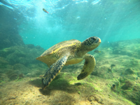 Picture of Explore the Galapagos Islands by Land Explore the Galapagos Islands by Land