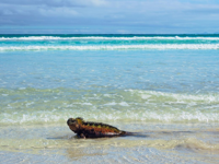 Picture of Explore the Galapagos Islands by Land Explore the Galapagos Islands by Land