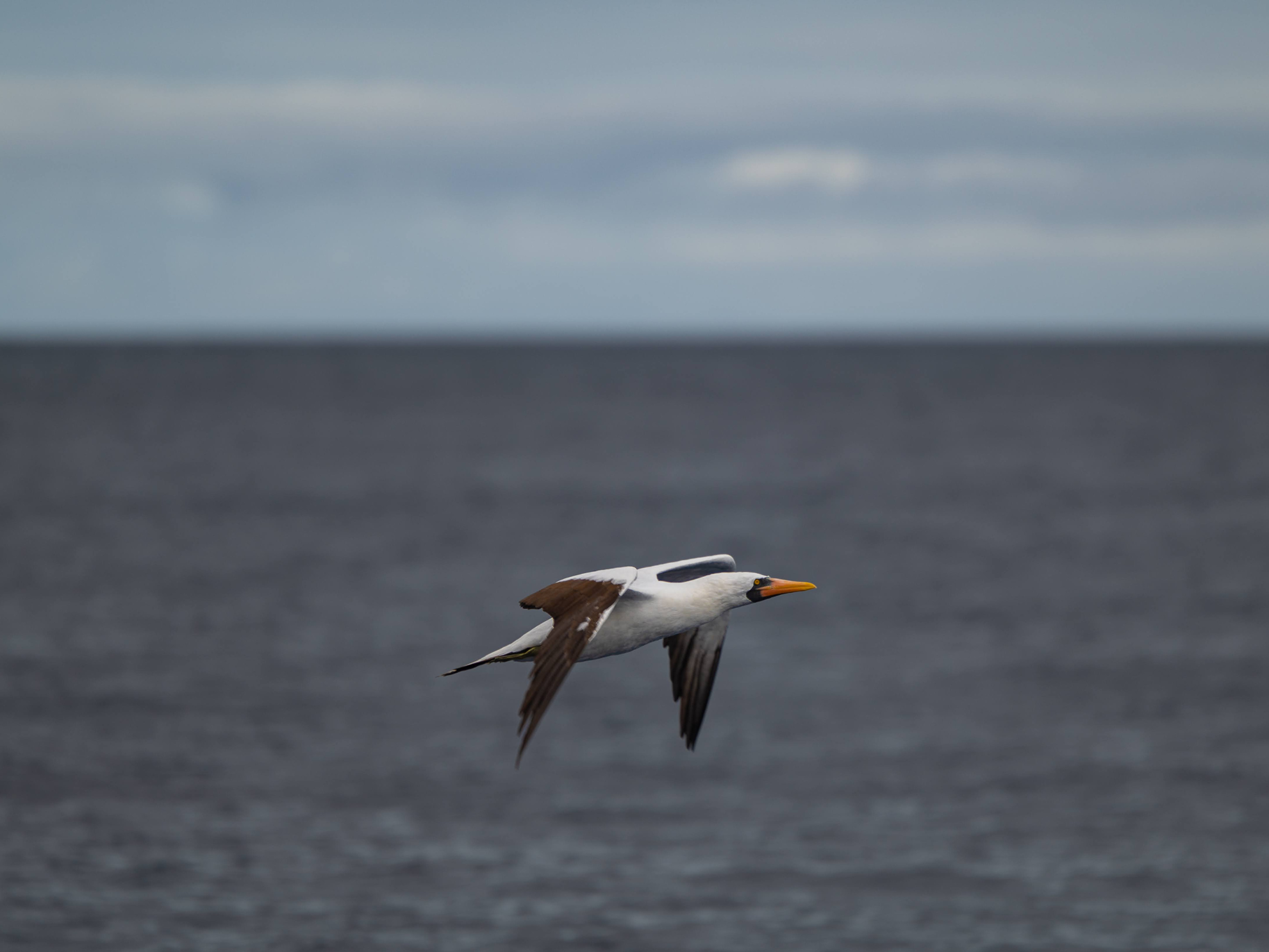 Picture of Explore the Galapagos Islands by Land Explore the Galapagos Islands by Land