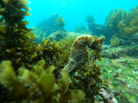 Picture of Explore the Galapagos Islands by Land Explore the Galapagos Islands by Land