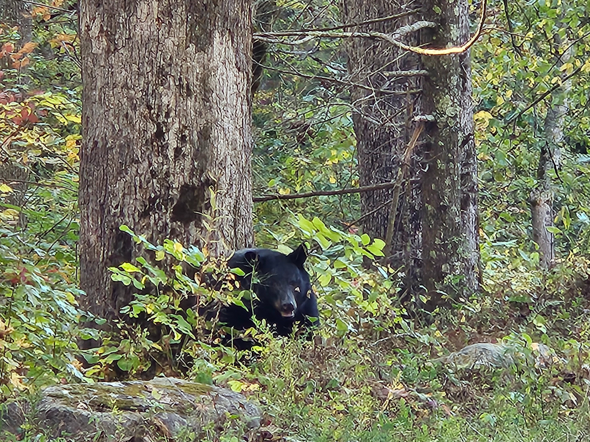 FIGS Bear FIGS Bear