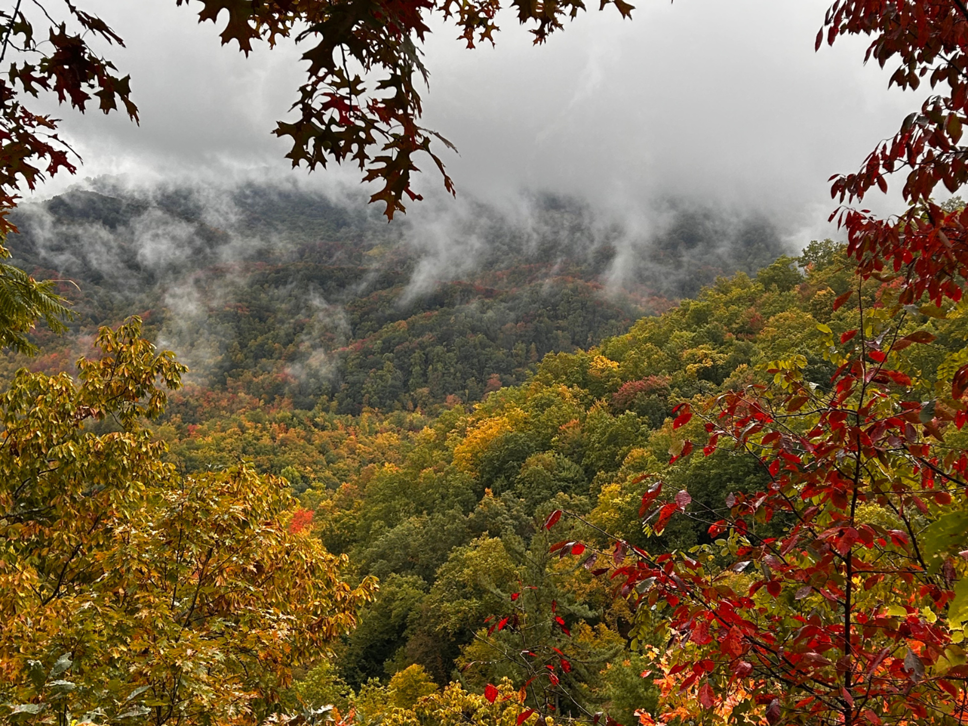 FIGS Fall in Smokies FIGS Fall in Smokies