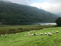 HIKI sheep HIKI sheep