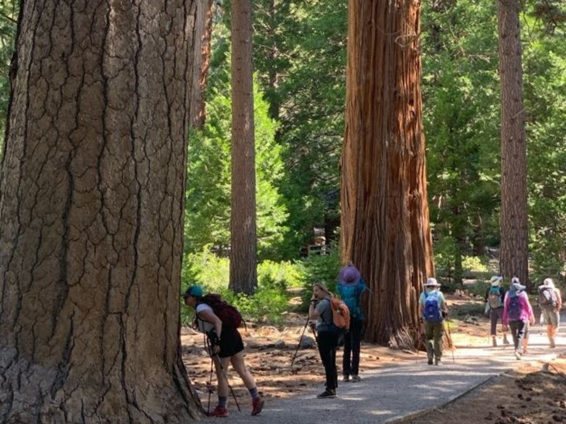 LTWW Redwoods LTWW Redwoods