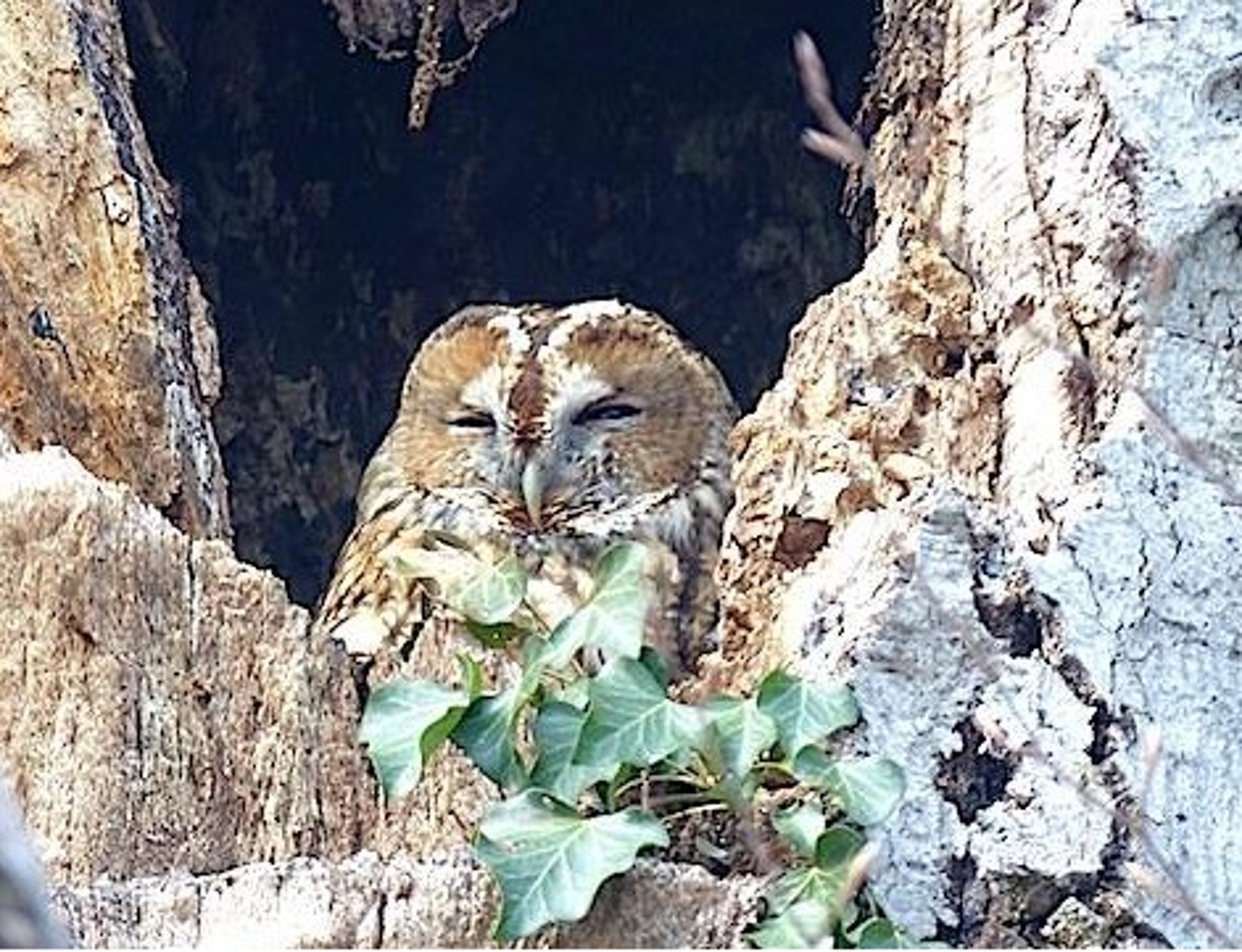 Picture of PRIVATE - Bulgaria and Birds - CUSTOM Picture of PRIVATE - Bulgaria and Birds - CUSTOM