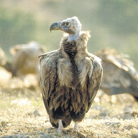 Picture of PRIVATE - Bulgaria and Birds - CUSTOM