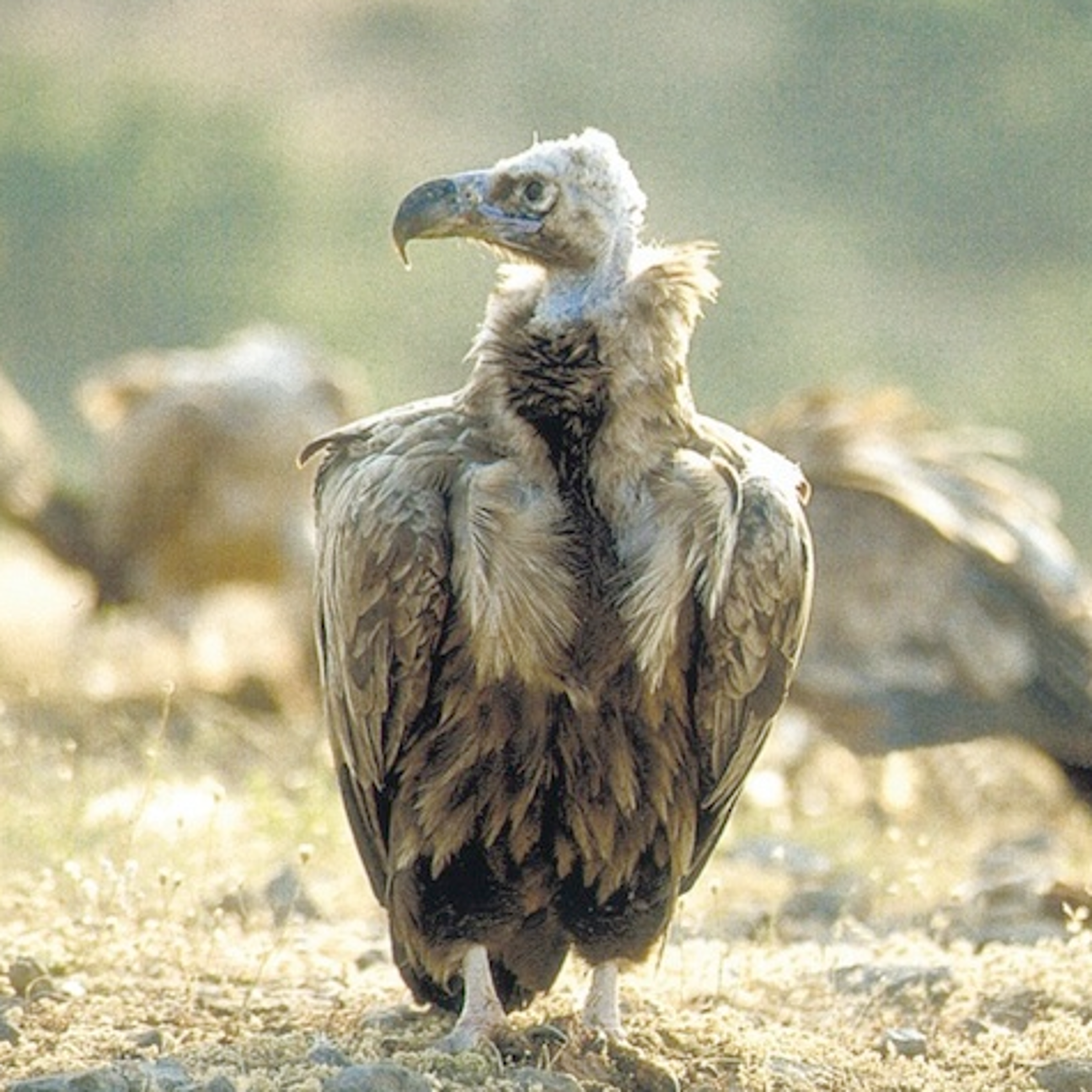 Picture of PRIVATE - Bulgaria and Birds - CUSTOM Picture of PRIVATE - Bulgaria and Birds - CUSTOM