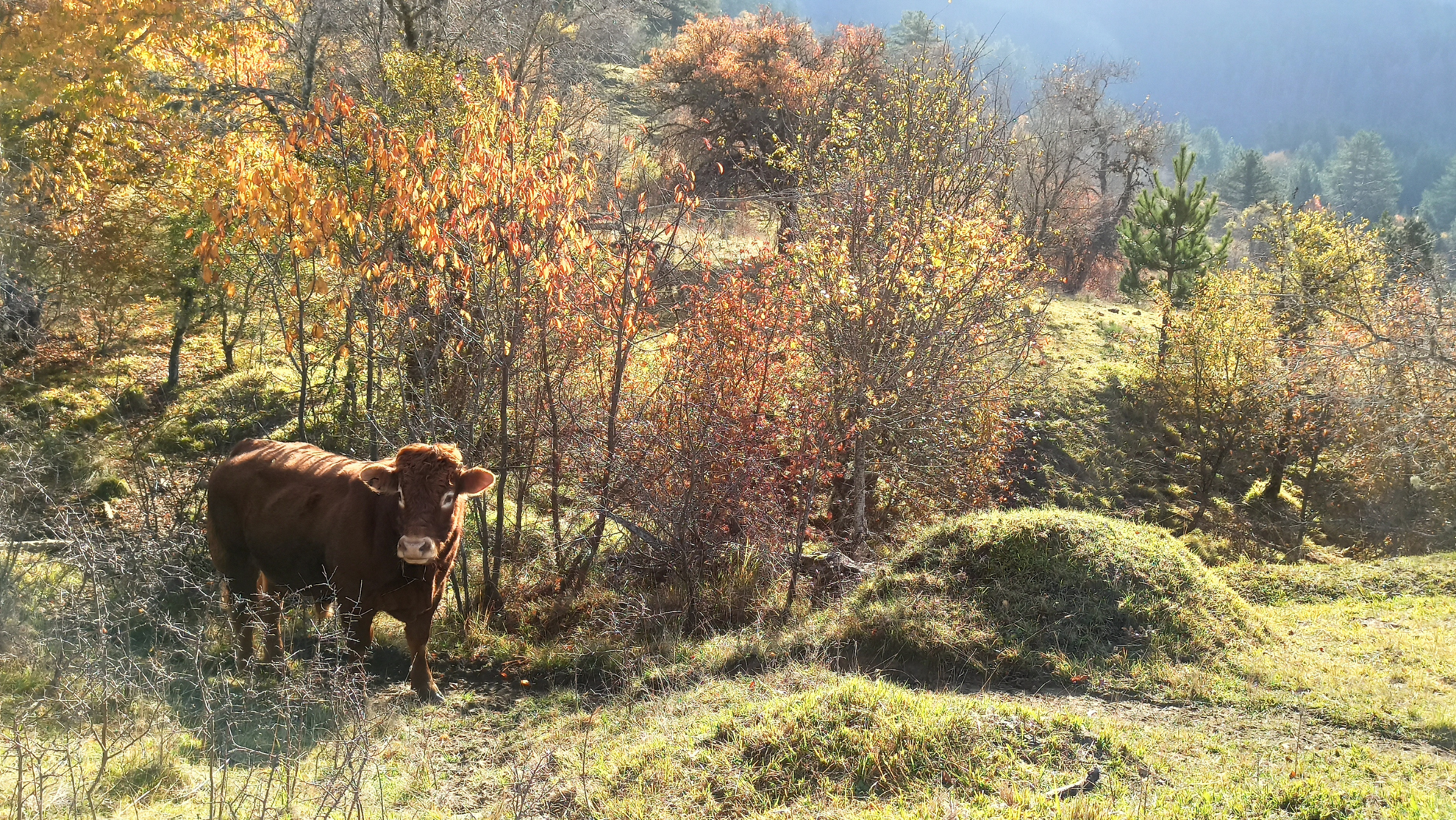 Picture of Mainland Greece: Trekking the Northern Pindos Mountains Picture of Mainland Greece: Trekking the Northern Pindos Mountains