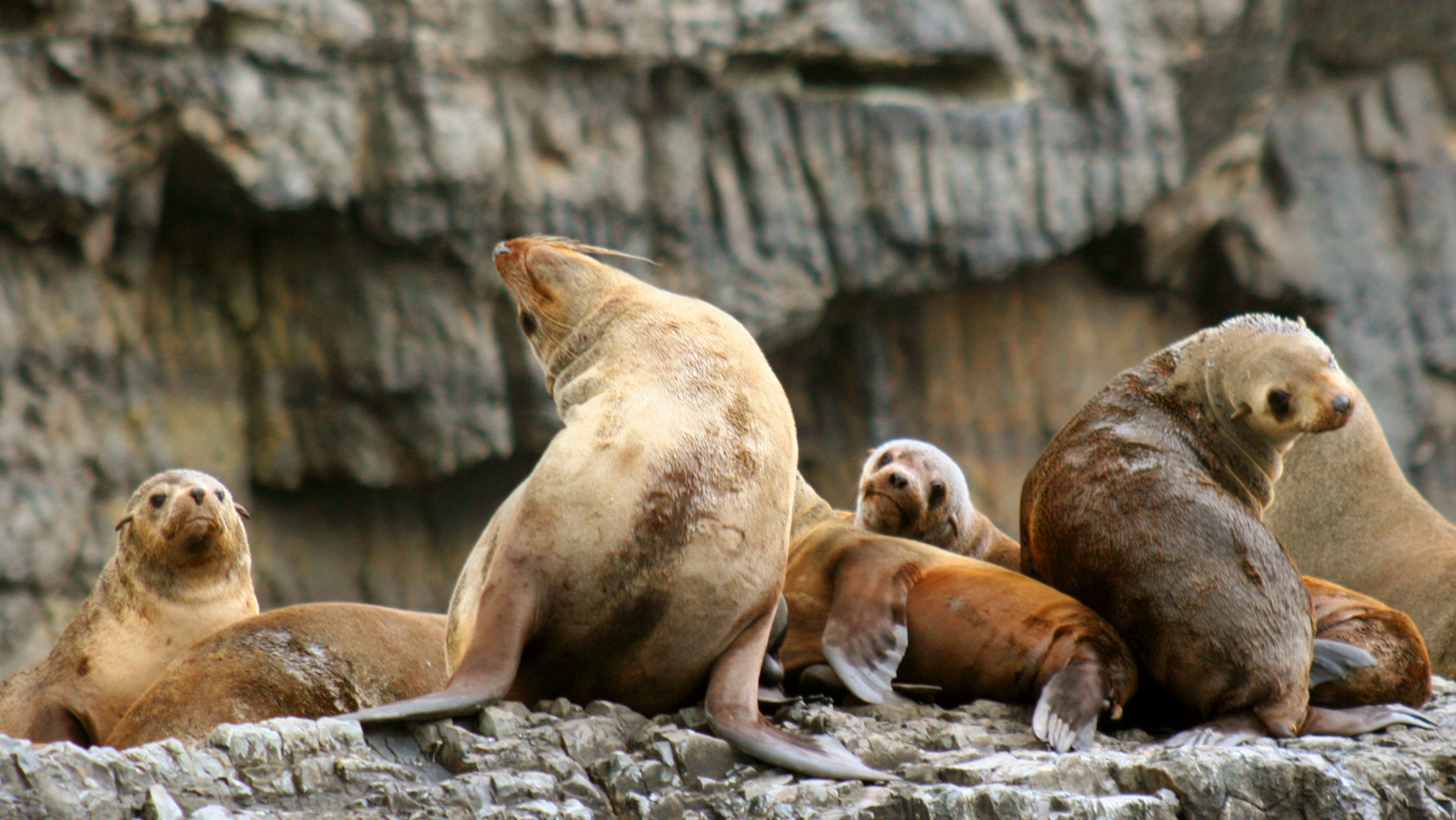 AUST Seals