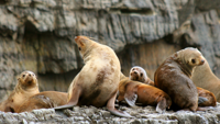 AUST Seals AUST Seals
