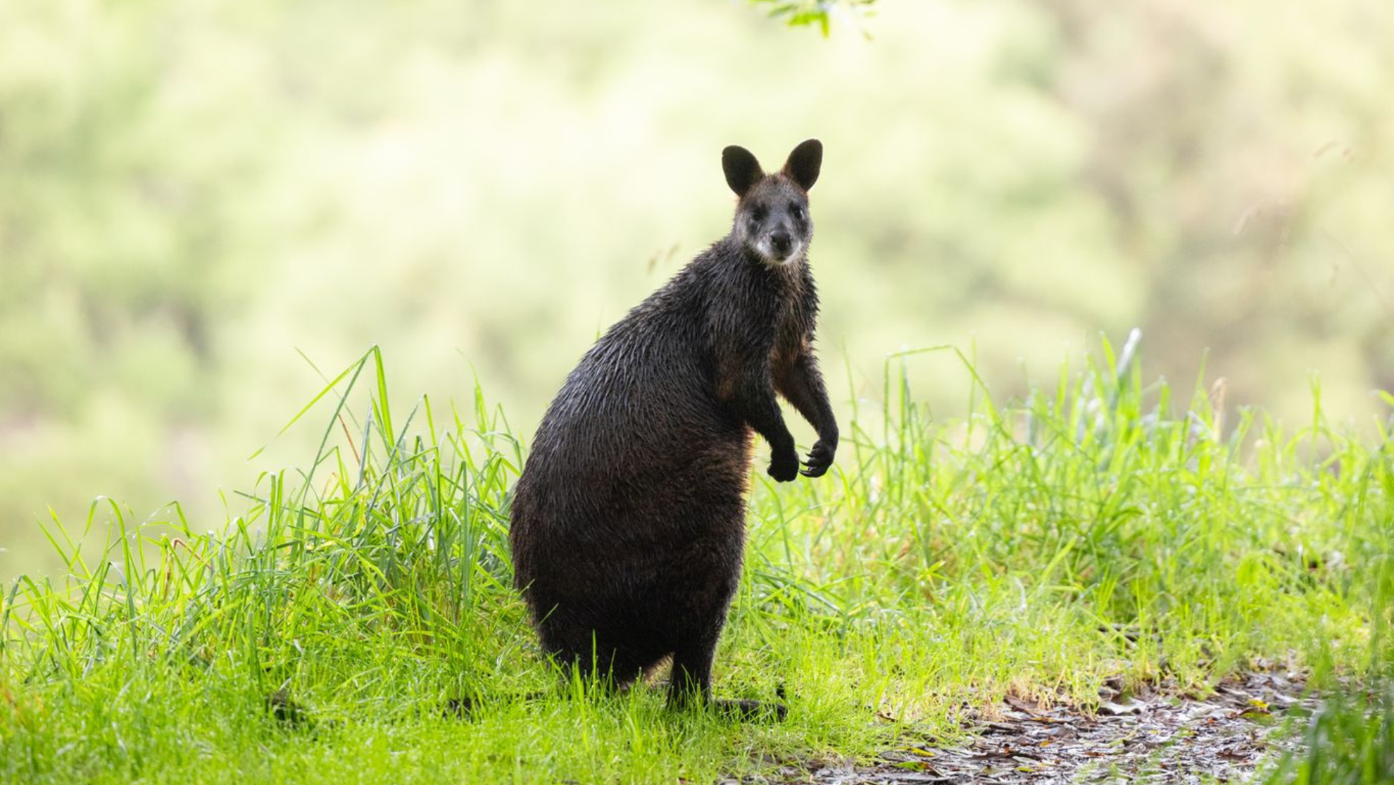 AUST Australia kangaroo.