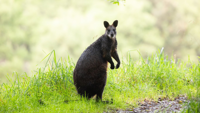 AUST Australia kangaroo. AUST Australia kangaroo.