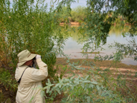 Picture of Desert Melodies: Intro to Birding and Hiking in Arizona Picture of Desert Melodies: Intro to Birding and Hiking in Arizona