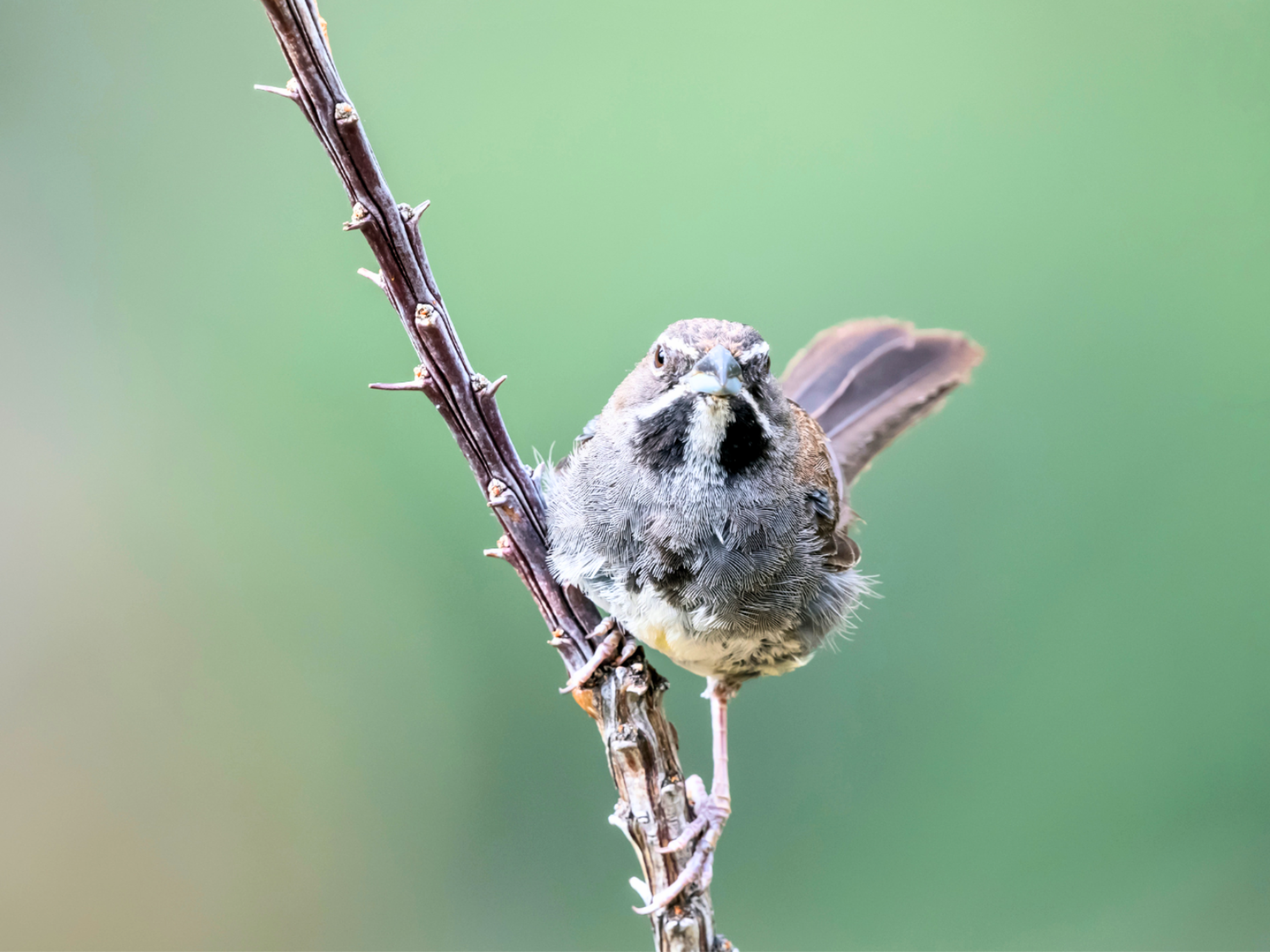Picture of Desert Melodies: Intro to Birding and Hiking in Arizona Picture of Desert Melodies: Intro to Birding and Hiking in Arizona