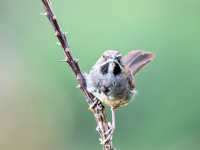 Picture of Desert Melodies: Intro to Birding and Hiking in Arizona Picture of Desert Melodies: Intro to Birding and Hiking in Arizona