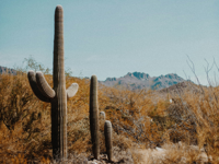 Picture of Desert Melodies: Intro to Birding and Hiking in Arizona Picture of Desert Melodies: Intro to Birding and Hiking in Arizona
