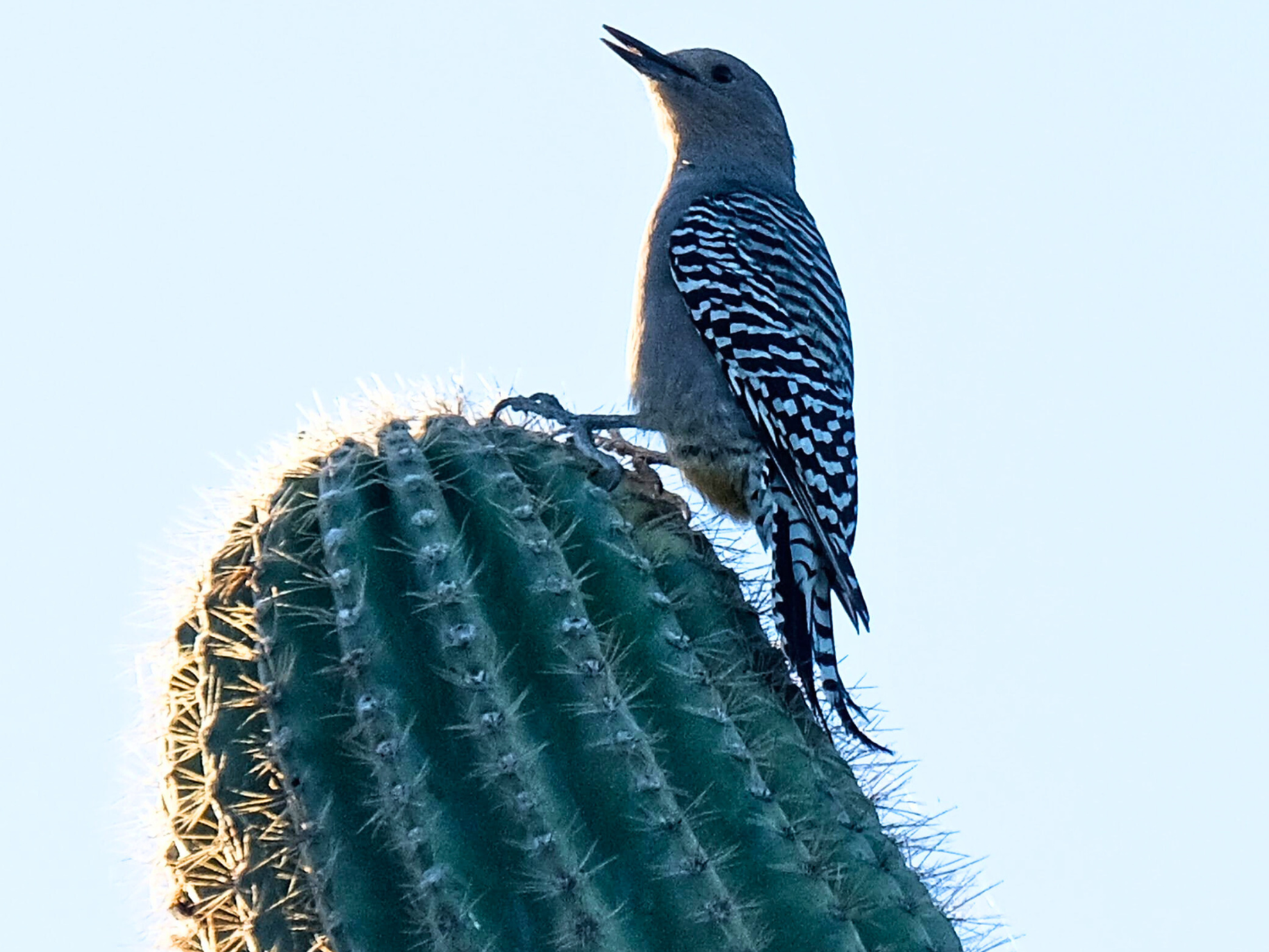 Picture of Desert Melodies: Intro to Birding and Hiking in Arizona Picture of Desert Melodies: Intro to Birding and Hiking in Arizona